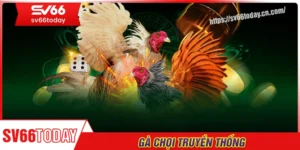 Đá gà chọi truyền thống - Trải nghiệm những trấn đấu đỉnh cao