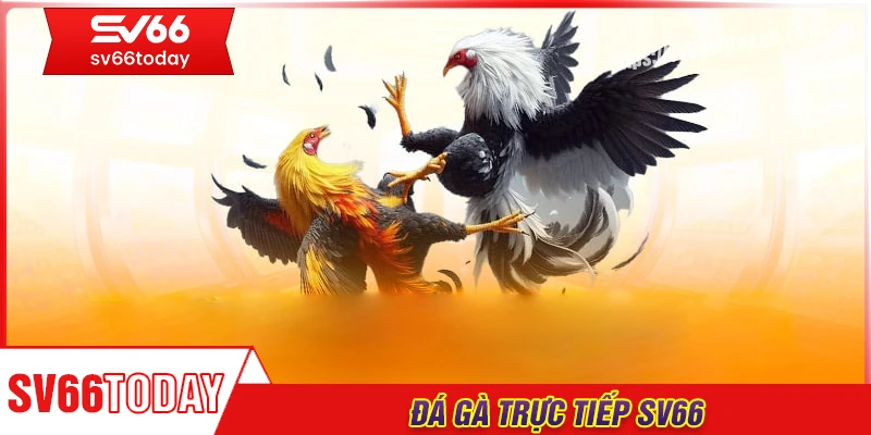 Đá gà Sv66 - Nơi hội tụ những trận gà nảy lửa